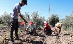 Mersin'de üreticiye yeni gelir kapısı açıldı