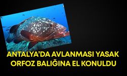 Antalya’da avlanması yasak orfoz balığına el konuldu