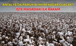 Antalya’da pamuk alımı ne kadar olacak? İşte masadaki ilk rakam