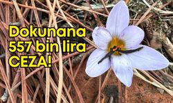 Sultan Çiğdemi’ne dokunana 557 bin lira ceza!