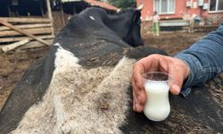 Şap hastalığından besicilere ağır darbe: "Hayvanlar ölmekten beter"