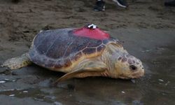Uyduyla takip edilen caretta caretta ‘Tuba’ yeniden mavi sularda