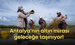 Antalya'nın altın mirası geleceğe taşınıyor! Altın susamı için seferberlik