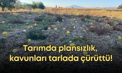 Tarımda plansızlık, kavunları tarlada çürüttü!
