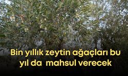 Zeytinpark’ın bin yıllık zeytin ağaçları bu yıl da  mahsul verecek