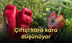 Güneşin vurduğu kapya biber tarlada kaldı! Çiftçi kara kara düşünüyor