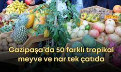 Gazipaşa’da festival şöleni: 50 farklı tropikal meyve ve nar tek çatıda