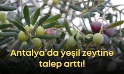 Antalya’da yeşil zeytine talep arttı!