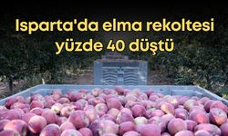 Isparta'da elma rekoltesi yüzde 40 düştü, üretici kara kara düşünüyor