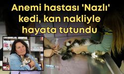 Anemi hastası 'Nazlı' kedi, kan nakliyle hayata tutundu
