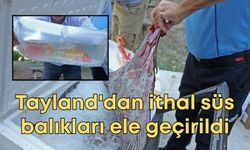 Antalya'da otogarında operasyon! Tayland'dan ithal süs balıkları ele geçirildi