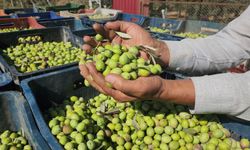 Sofralık zeytinin kilogram fiyatı ne kadar?