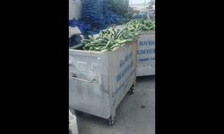 Alanya Payallar Hali'nde tonlarca salatalık çöpe gitti