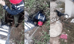 Antalya'da foseptik çukuruna düşen köpek mahsur kaldı