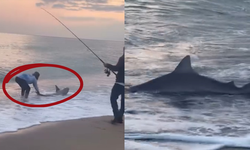 Kıyıya vuran köpek balığı paniğe yol açtı