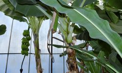 Böyle hırsızlık görülmedi! Seradan muz ve avokado çaldılar