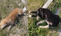 Denizli'de yol kenarında çok sayıda cansız köpek bulundu