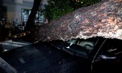 Antalya’da ağaç deviren fırtına!