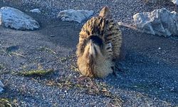 Eğirdir Gölü’nde şaşırtan karşılaşma: Yaralı Güney Amerika Balabanı kurtarıldı