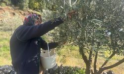 88 yaşındaki Emine nine zeytin hasadında gençlere taş çıkartıyor