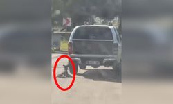 Muğla’da kan donduran olay! Köpeği kamyonetin arkasında sürükledi