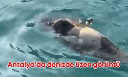 Antalya’da denizde üzen görüntü: Balıkçılar tarafından bulundu!