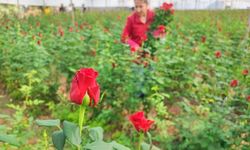 Adana'da en zarif hasat başladı: Güller özenle toplanıyor