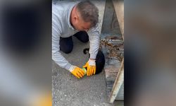 Muğla’da başı konserve kutusuna sıkışan kedinin zor anları