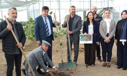 Kumluca MYO’nun tropikal serasında kahve fidanı denemesi