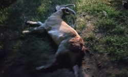 Konya'da yaban keçilerini avlayanlara 1.5 milyonu aşkın ceza