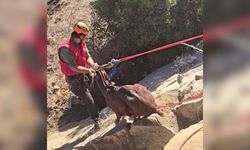Korkuteli'nde dağda mahsur kalan keçi, film gibi operasyonla kurtarıldı