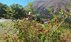 ‘Bin derde deva’ kuşburnunun dağlardan sofralara uzanan yolculuğu