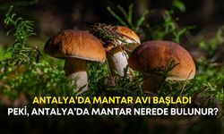 Antalya’da mantar avı başladı! Peki, Antalya’da mantar nerede bulunur?