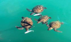 Mersin'de göç etmeyen caretta carettalar balıkçı barınağını mesken tuttu