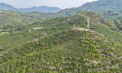 Muğla’da 6 yıl önce yanıp kül olan koca arazi ormana dönüştü