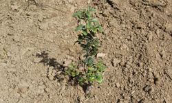 Muğla'da sakız üreticisine bin 500 aşılı fidan desteği