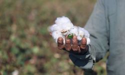 Beyaz altını kuraklık vurdu! Tarlada 25 liraya satılıyor