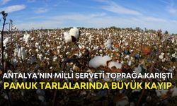 Antalya’nın milli serveti toprağa karıştı! Pamuk tarlalarında büyük kayıp
