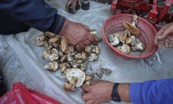 Adana’da bölgenin en önemli geçim kaynağı yok olmak üzere