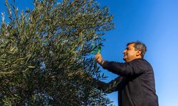 Serik zeytininde bereketli hasat: Beklenti 16 bin rekolte!