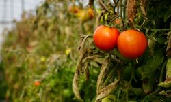 Söğüt Domatesi için tescil hamlesi: Burdur tarımına marka gücü