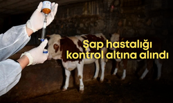 Tarım ve Orman Bakanlığı: “Şap hastalığı kontrol altına alındı”