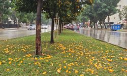Şiddetli yağmur Antalya’da turunç ağaçlarını yollara döküldü