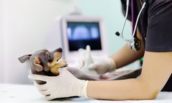 Antalya’da veterinerlerin acı günü!