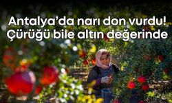 Antalya’da narı don vurdu! Narın çürüğü bile altın değerinde