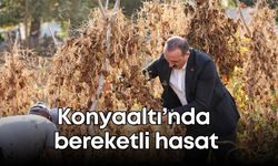 Konyaaltı’nda bereketli hasat: Çandır fasulyesi toplandı