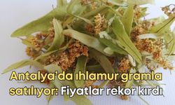 Antalya’da ıhlamur gramla satılıyor: Fiyatlar rekor kırdı