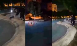 Antalya'da vicdansızlık! Kediyi defalarca havuza attı