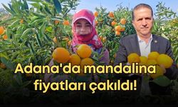 Adana'da mandalina fiyatları çakıldı!