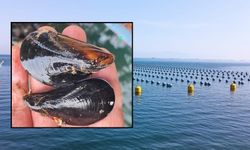 İstanbul'daki gıda zehirlenmesi şüpheleri artırıyor